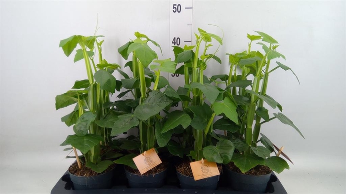 <h4>Cissus   ...</h4>