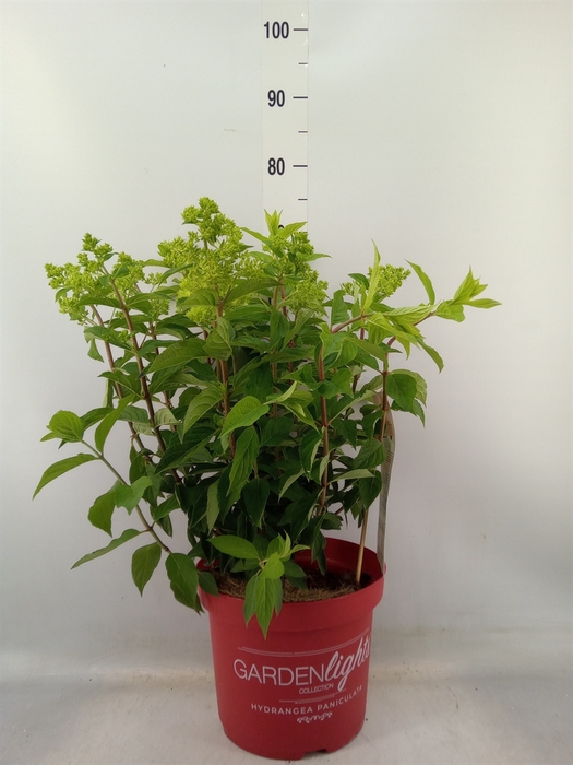 <h4>Hydrangea pan.</h4>