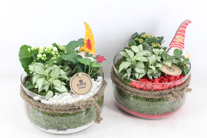 <h4>arr2 PL - Glas bose touw x3 - rood/wit</h4>