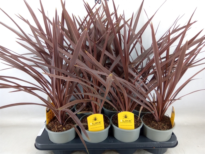 <h4>Cordyline austr. 'Red Star'</h4>