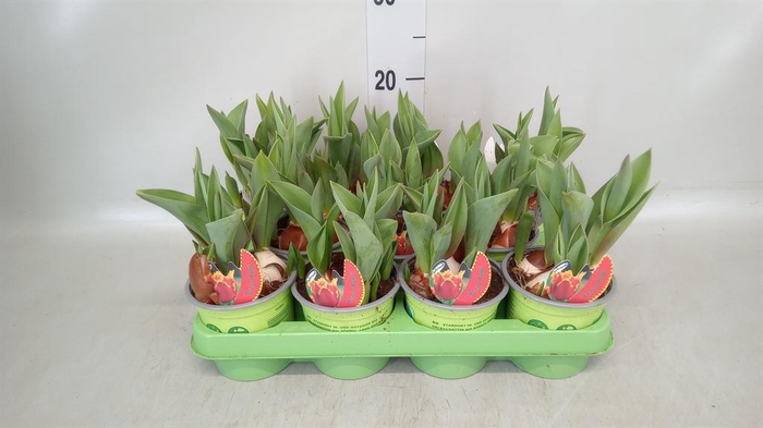 <h4>Tulipa   ...</h4>