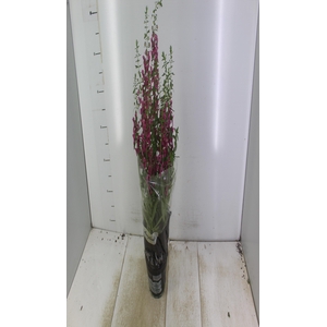 ANGELONIA P14 VARIADO