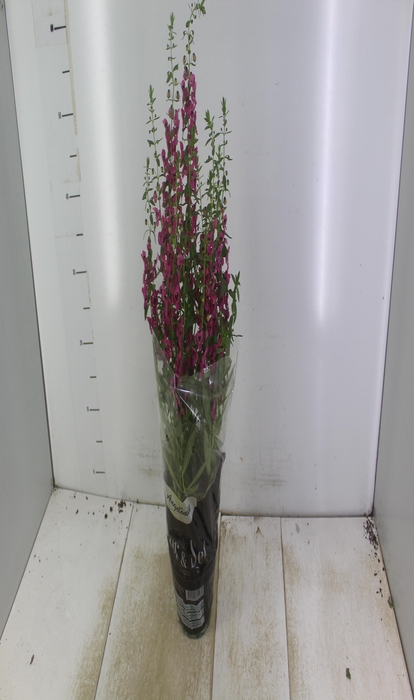 <h4>ANGELONIA P14 VARIADO</h4>