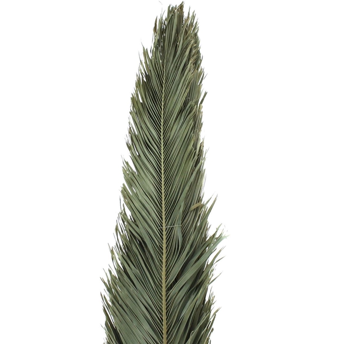 <h4>Dried Palm Spear Narrow 200cm</h4>