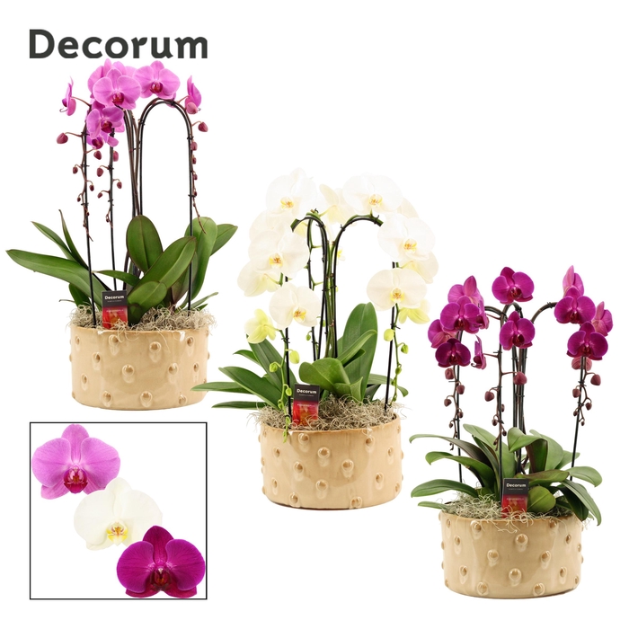 <h4>Belle cascade 3 tak symphony mix (Deco-collection)</h4>