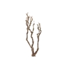 Syringa Branch Super Montsalvatge
