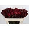 Leucadendron Saf Sunset Dark R.