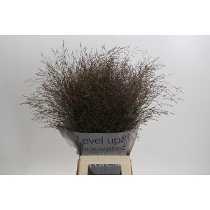 Panicum Virgatum Warrior