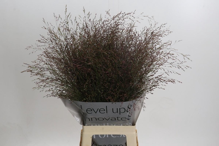 Panicum Virgatum Warrior