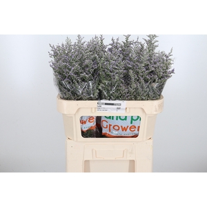 Limonium Misty Blue