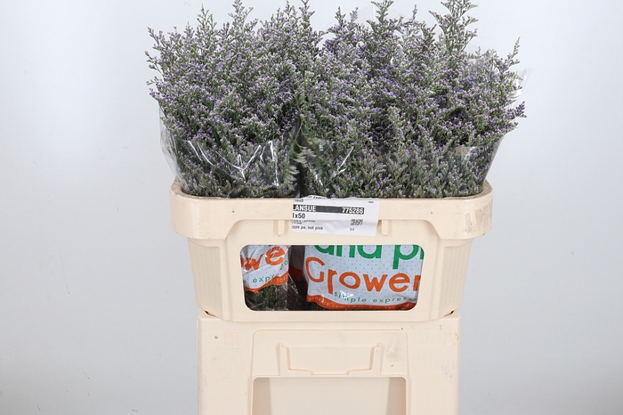 <h4>Limonium Misty Blue</h4>