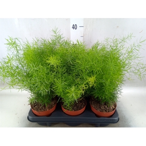 Asparagus dens. 'Sprengeri'