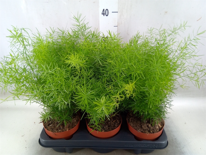 <h4>Asparagus dens. 'Sprengeri'</h4>