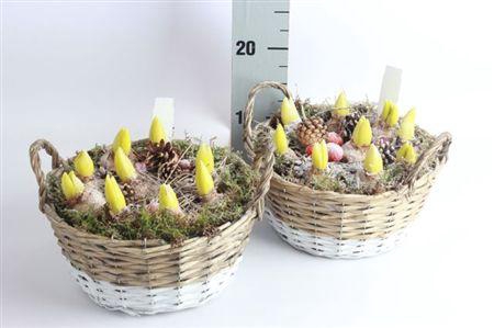 <h4>Arr Hyacinth</h4>