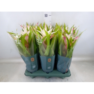 Guzmania  'Deseo Magical White'