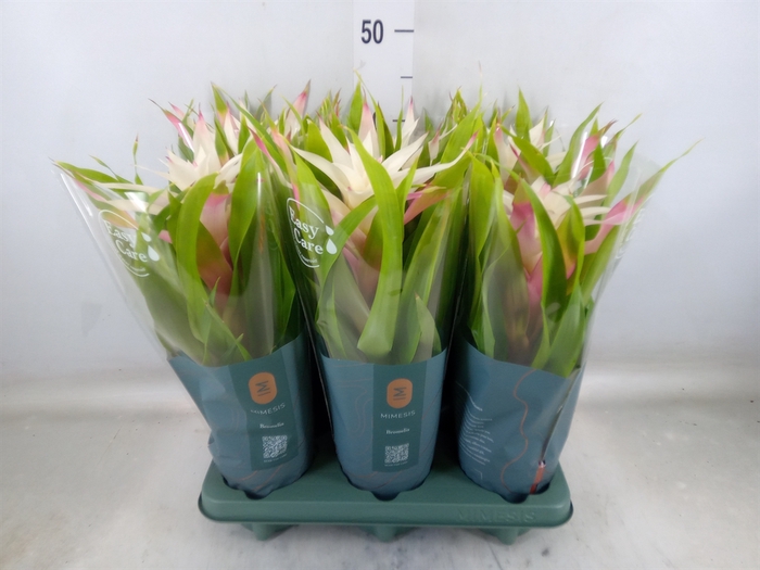 <h4>Guzmania  'Deseo Magical White'</h4>