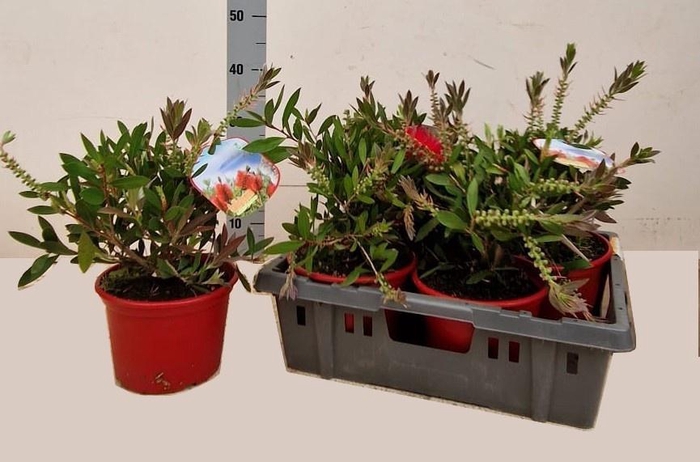 <h4>CALLIS CI SPLENDENS</h4>