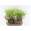 Thlaspi Green Bell 50 Gram
