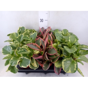 Peperomia   ...mix