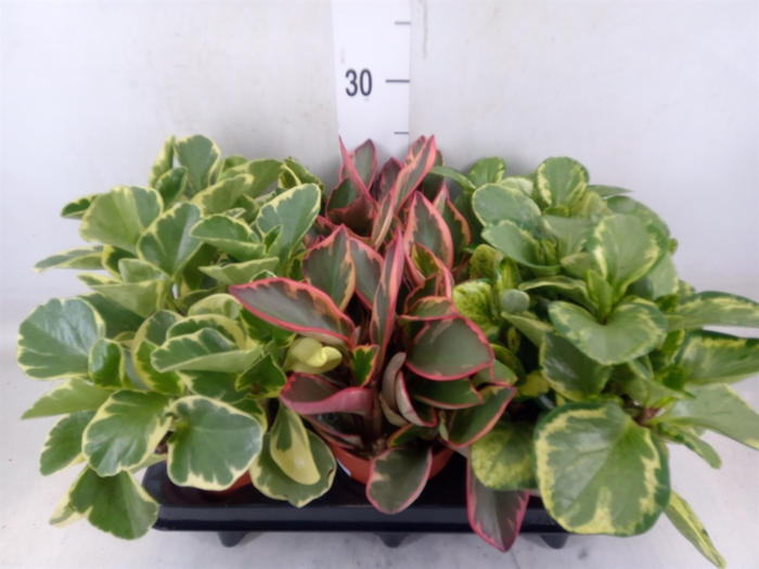 <h4>Peperomia   ...mix</h4>