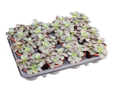 <h4>Aeonium Kiwi</h4>