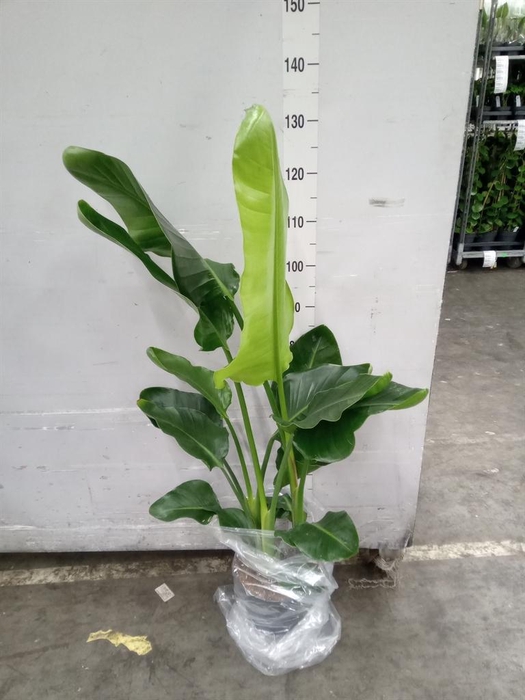 <h4>Strelitzia nicolai</h4>