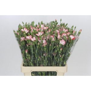 Dianthus Sp Symply Strike