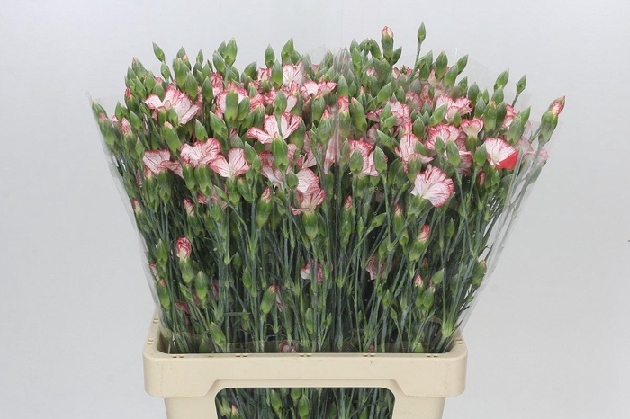 <h4>Dianthus Sp Symply Strike</h4>