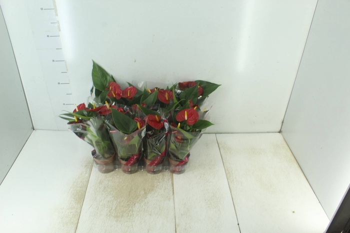 <h4>ANTHURIUM RED SUCCESS P09</h4>