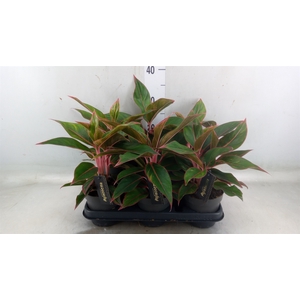 Aglaonema  'Jungle Red'