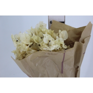 FLOR DE PRIMAVERA DESIDRATADA BEGE