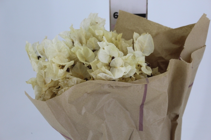 <h4>FLOR DE PRIMAVERA DESIDRATADA BEGE</h4>