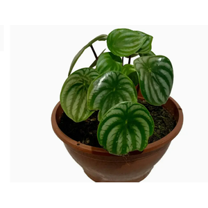 PEPEROMIA MELANCIA C13