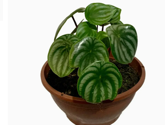 PEPEROMIA MELANCIA C13