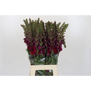 Antirrhinum Monaco Red
