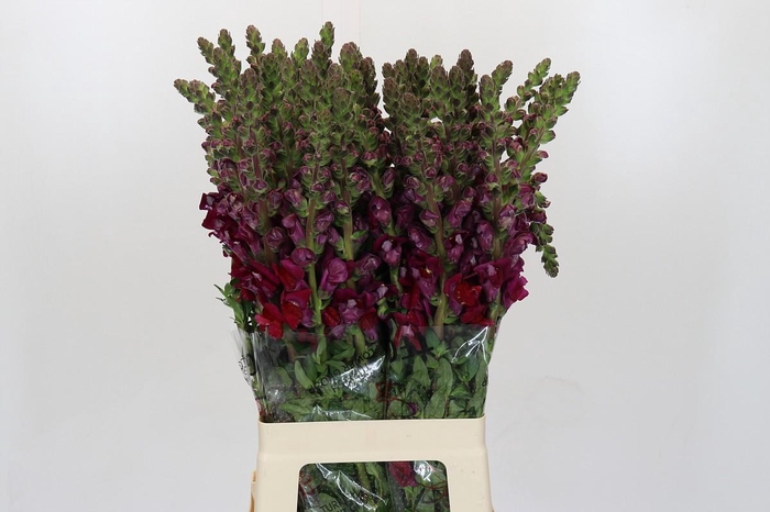 <h4>Antirrhinum Monaco Red</h4>