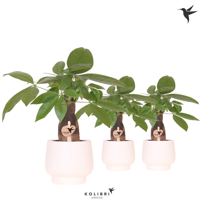<h4>Kolibri Greens Pachira in Scandic pot white</h4>