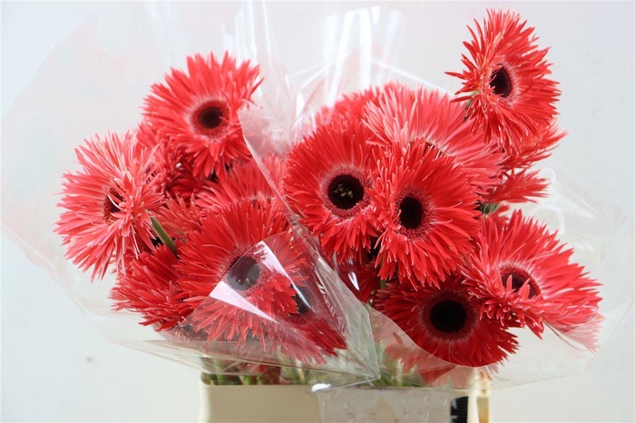 <h4>Ge Gr Spi Katie</h4>