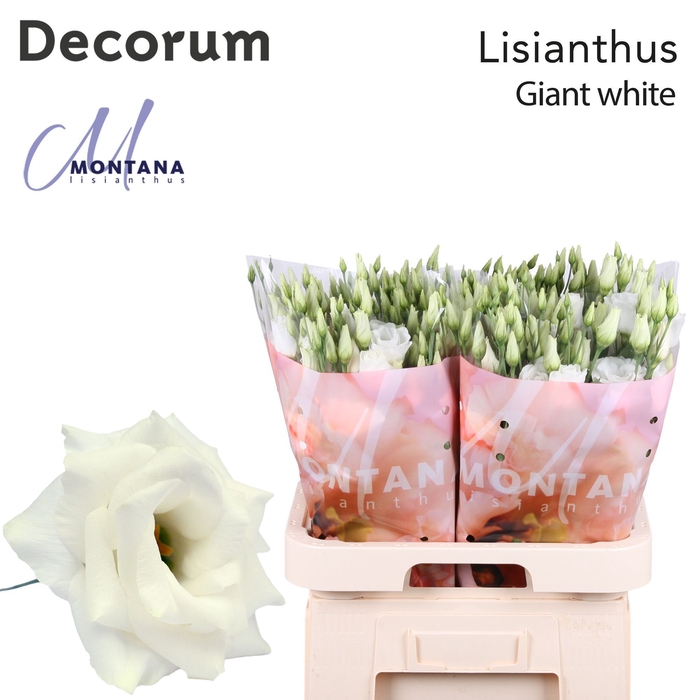 <h4>Lisianthus Giant white 70cm</h4>