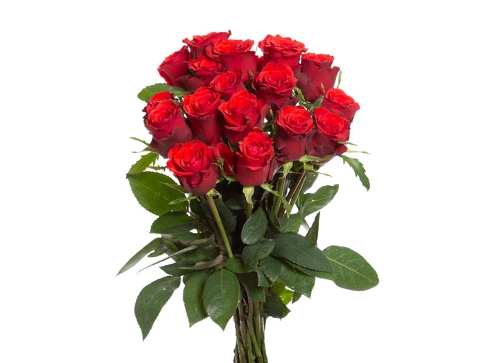 <h4>ROSA TRUE LOVE 050 CM ESTUFA</h4>