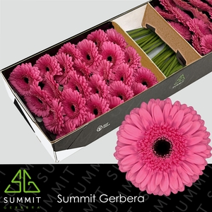 Gerbera Peppa Doos