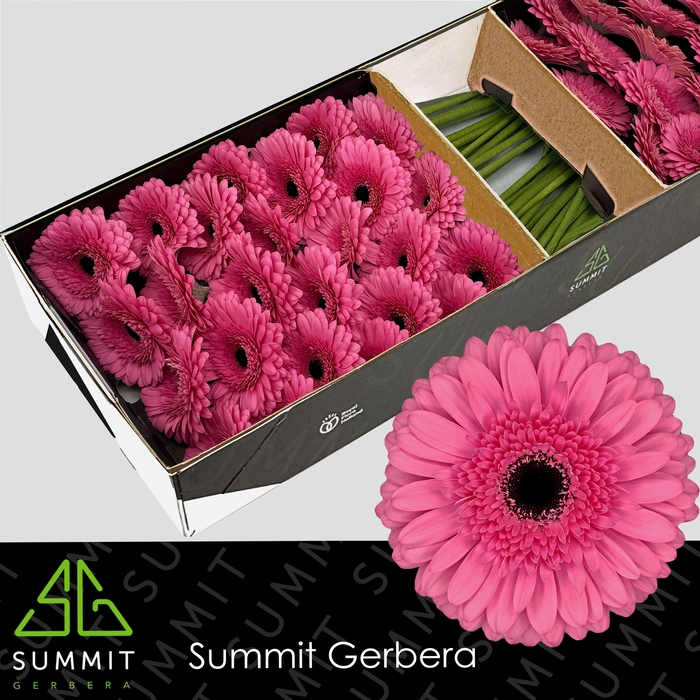 <h4>Gerbera Peppa Doos</h4>