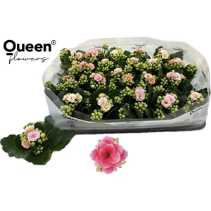 KAL GE ROS FL HARLOW