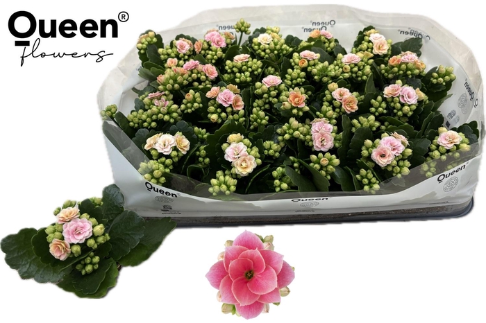 <h4>KAL GE ROS FL HARLOW</h4>