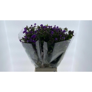 Phlox Crissy Hogenboom