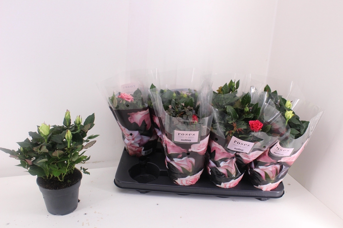 <h4>RO PATHIT GEM 5 SRT</h4>