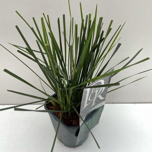 Deschampsia cespitosa Goldtau