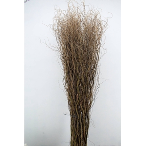 SALIX TORTUOSA