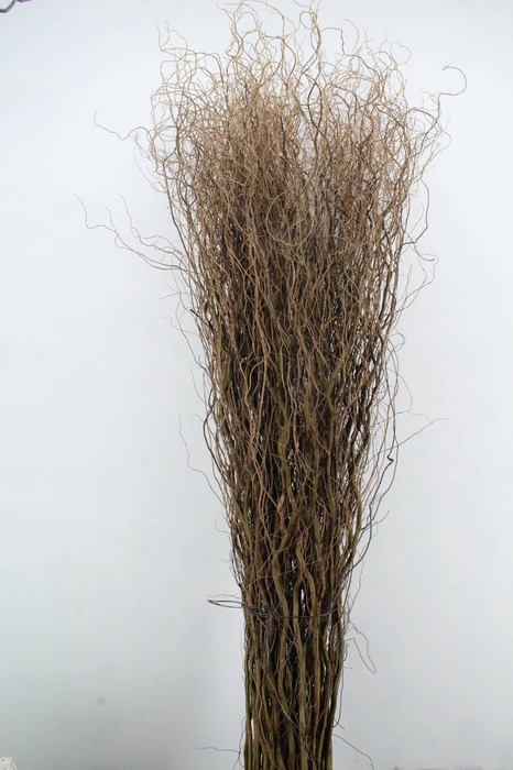 <h4>SALIX TORTUOSA</h4>