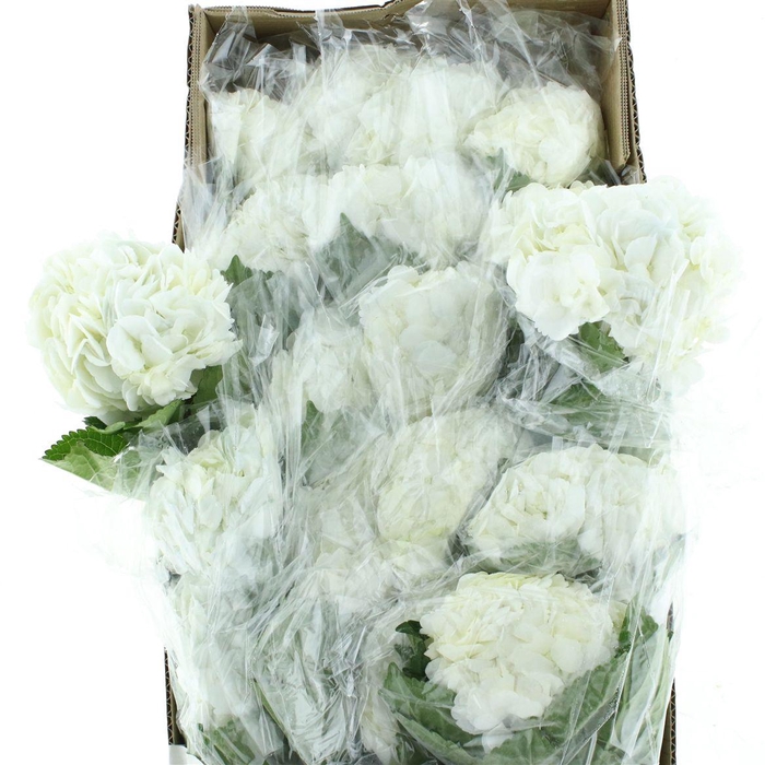 <h4>Hydr M White Select</h4>